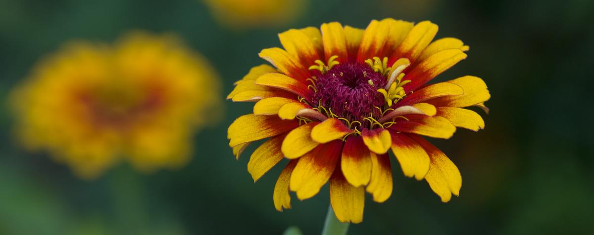 photo of a maroon and gold flower